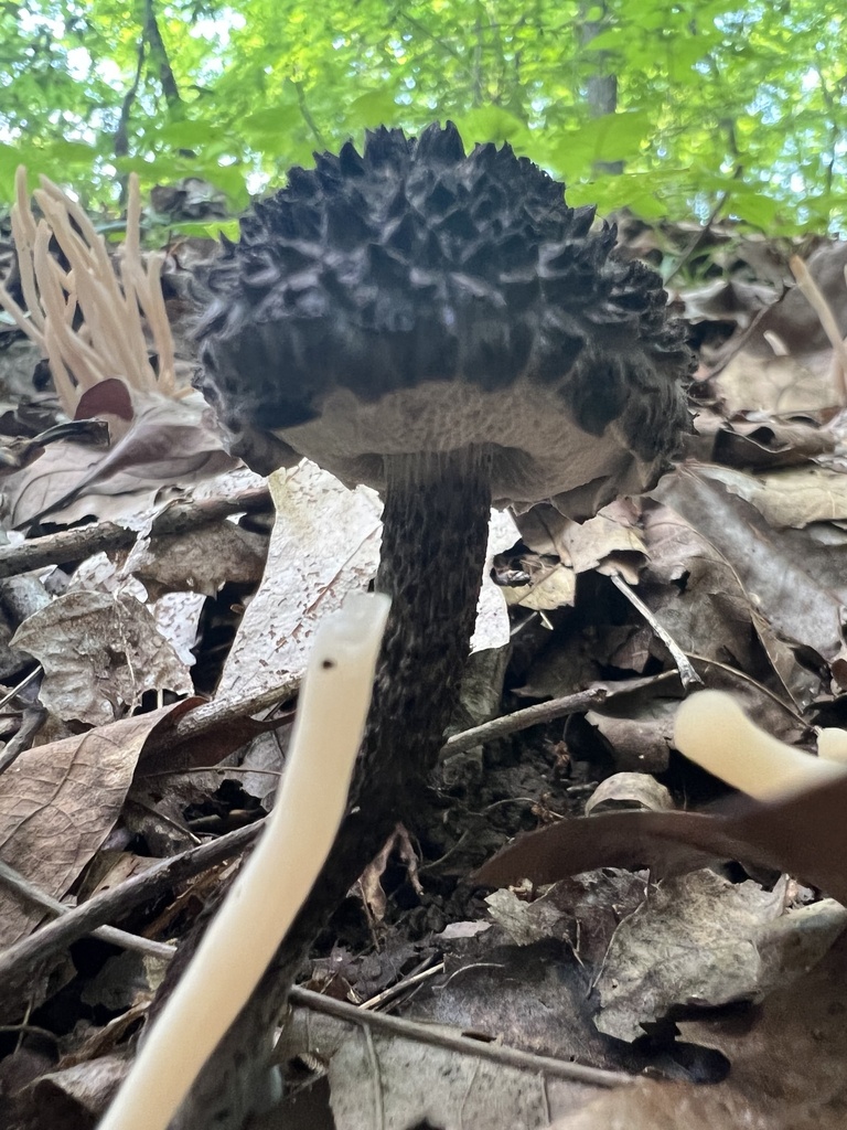 Old-man-of-the-woods · August 2026 · photo: Photo: no rights reserved · iNaturalist