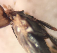 Enochrus ochraceus