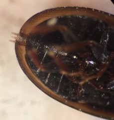 Enochrus ochraceus
