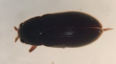 Pelonomus obscurus