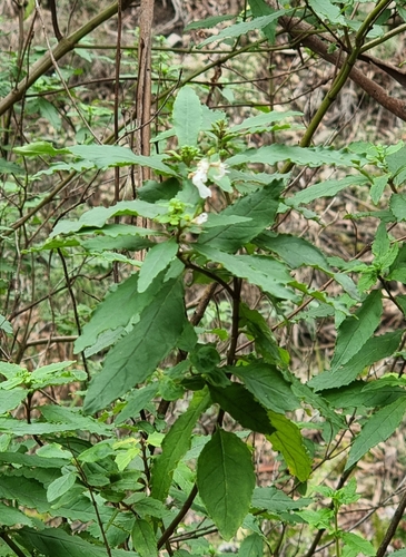 Prostanthera lasianthos, photograph 6