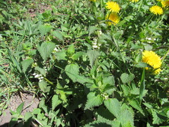 Lamium album