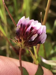 Trifolium variegatum