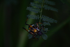 Scaphura elegans