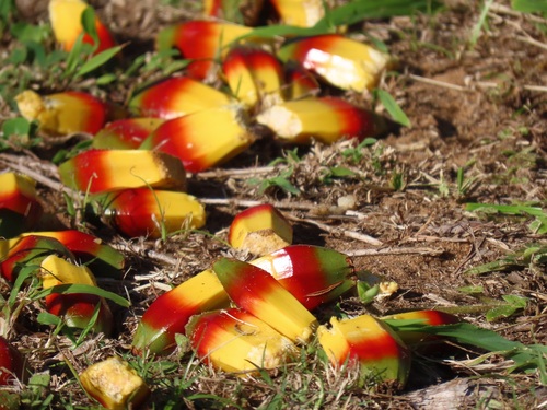Pandanus utilis