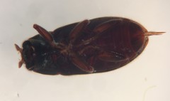 Pelonomus obscurus