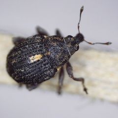 Rhinoncus leucostigma