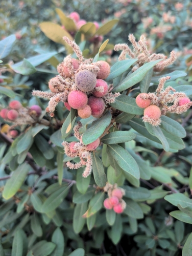 iNaturalist observation photo of Chinquapin Flower Gall Wasp