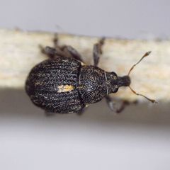 Rhinoncus leucostigma