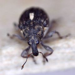 Rhinoncus leucostigma