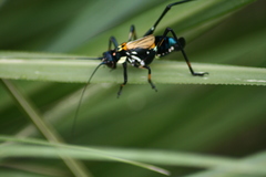 Scaphura elegans