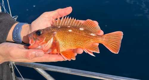Honeycomb rockfish (Sebastes umbrosus) — Sebastidae — 2
