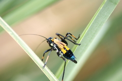 Scaphura elegans