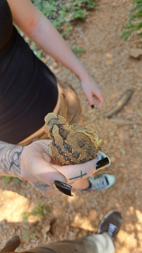 Greater Short-horned Lizard