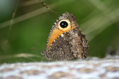 Haywardella edmondsii