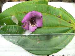 Meriania maxima