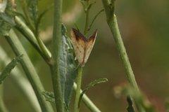 Evergestis extimalis