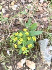 Thaspium trifoliatum