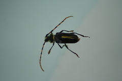 Dorcacerus barbatus