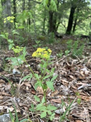 Thaspium trifoliatum