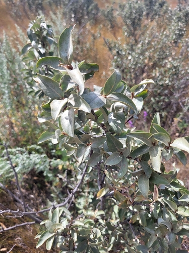 Silverberry