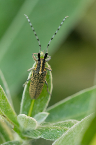 Golden-bloomed Longhorn Beetle