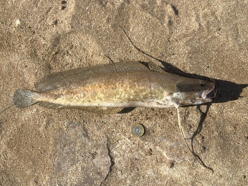 Brazilian codling (Urophycis brasiliensis) — Phycidae — 2