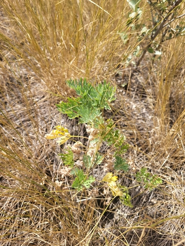 absinthe wormwood