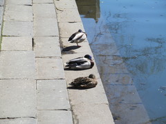 Anas platyrhynchos