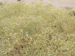 Haplophyllum tuberculatum