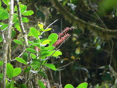 Sarcopera anomala