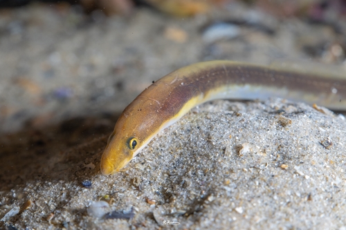 Muraenichthys observed 2026-08-07