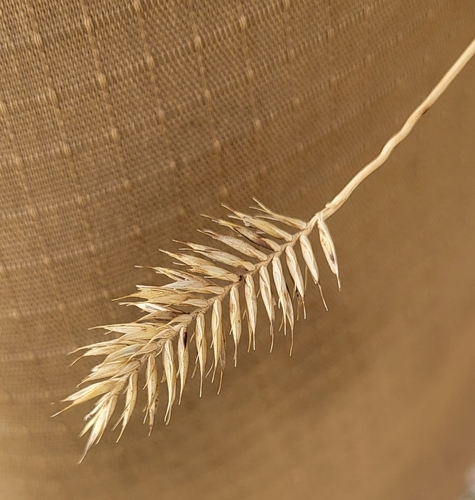 Crested Wheatgrass