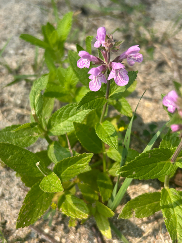 prairie woundwort