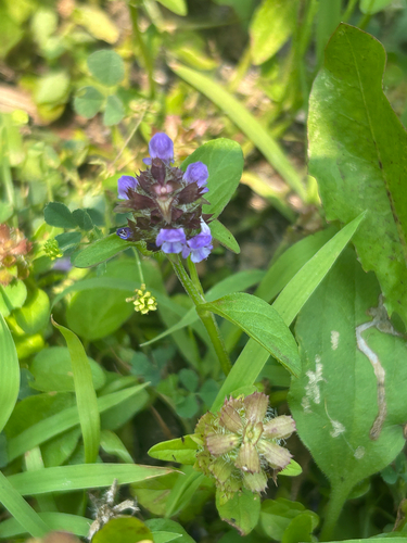 common selfheal