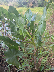 Montrichardia linifera, photograph (c) Gerardo Chavarri, some rights reserved (CC BY)
