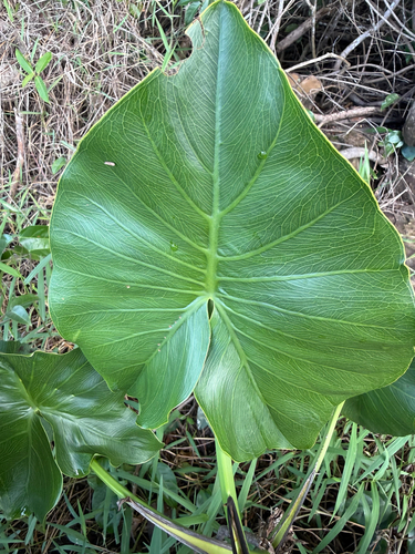 Montrichardia linifera, photograph 1