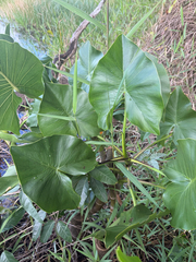 Montrichardia linifera, photograph (c) Gerardo Chavarri, some rights reserved (CC BY)
