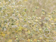 Haplophyllum tuberculatum