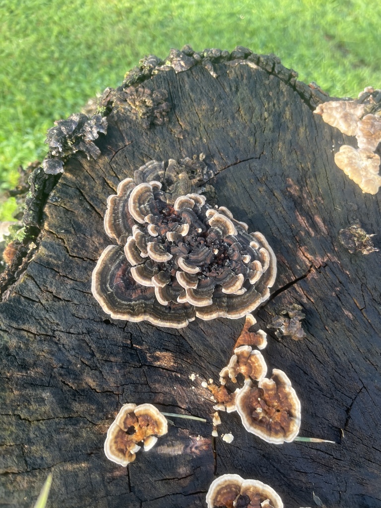 turkey-tail · August 2026 · photo: Photo: (c) Elliot Greiner, some rights reserved (CC BY) · iNaturalist