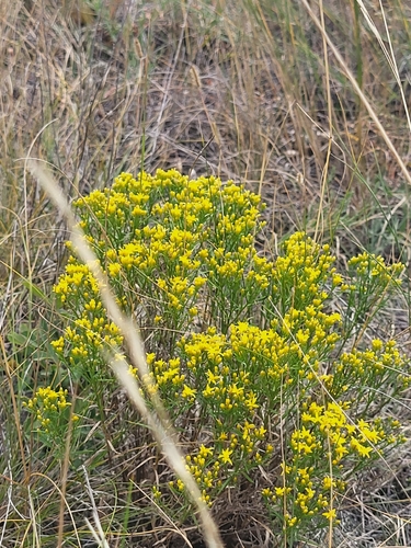 Broom Snakeweed