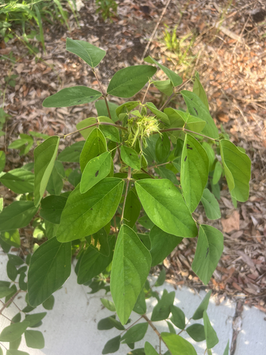 Desmodium tortuosum, photograph 3