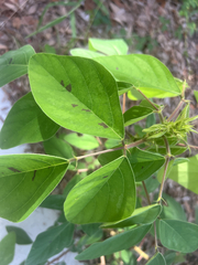 Desmodium tortuosum, photograph author not stated, no rights reserved