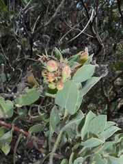 Arctostaphylos auriculata