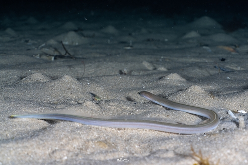 Muraenichthys observed 2026-08-07