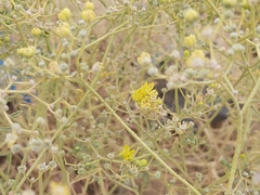 Haplophyllum tuberculatum