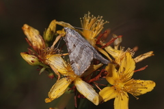 Aplocera efformata