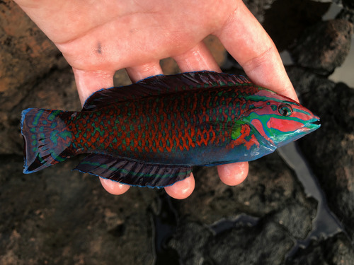 Ornate wrasse (Halichoeres ornatissimus) — Labridae — 2