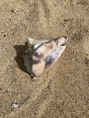 Cassis tuberosa observed 2026-08-08