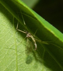 Dicranota maculata
